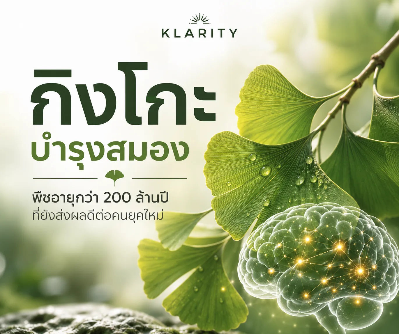 กิงโกะ บำรุงสมอง พืชอายุกว่า 200 ล้านปี